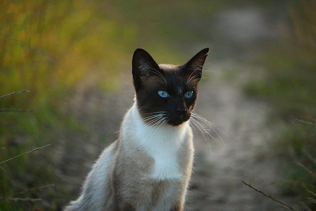 Siamese cat