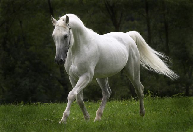 Animals Wallpapers: beautiful horse pictures