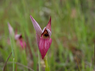 Orquídea (Serapias lingua)