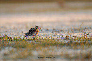 Wildlifefotografie Uferschnepfe Ochsenmoor Olaf Kerber