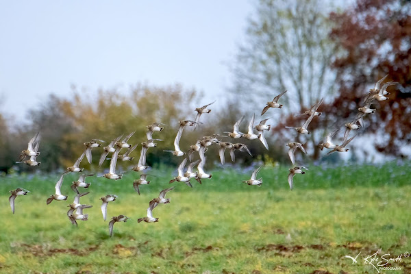 Golden plover