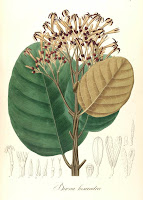 Desenhos de Plantas de Johann Baptist Emanuel Pohl