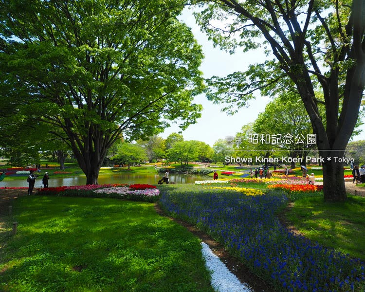 昭和記念公園：渓流広場のチューリップ