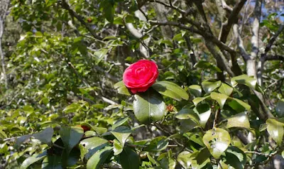 背の高い木に咲く椿 背の高い木に咲く椿