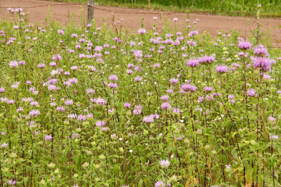 field of bee balm