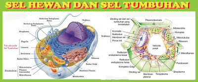 Gambar Sel  Hewan  Beserta  Fungsinya 