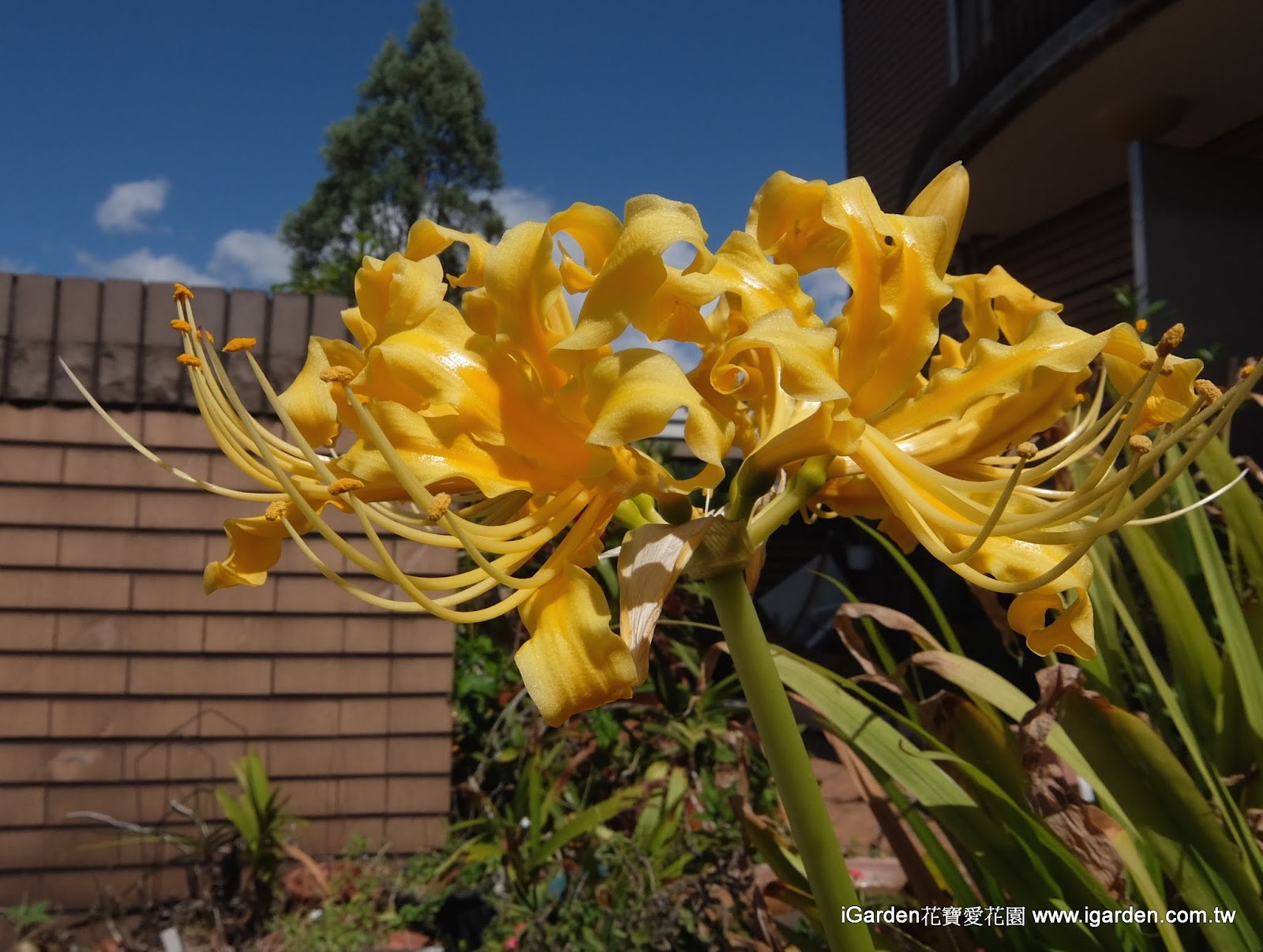 十月開的花 15年10月igarden 頂樓花園實錄 園藝部落格 Igarden 花寶愛花園園藝文摘plus