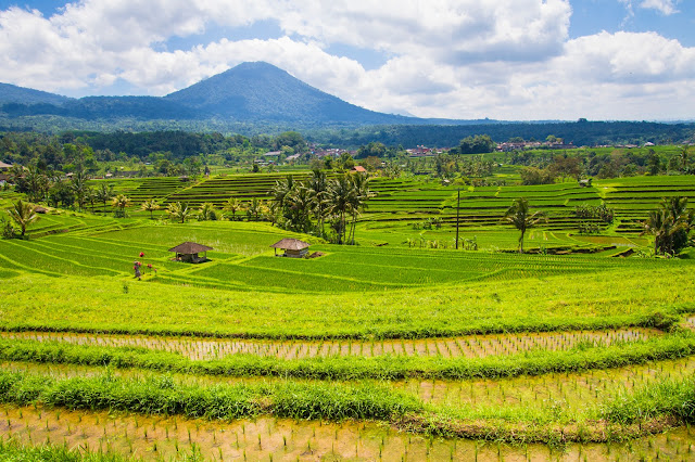 Risaie di Jatiluwih-Bali