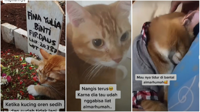 Mengharukan, Kucing Ini Sedih Pemiliknya Meninggal hingga Meneteskan Air Mata