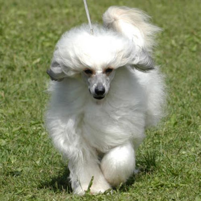 Chinese Crested Dog Picture