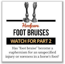 foot bruises in the horse