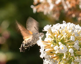 Hummingbird Hawkmoth, Macroglossum stellatarum, in my garden in Hayes.  29 August 2015.