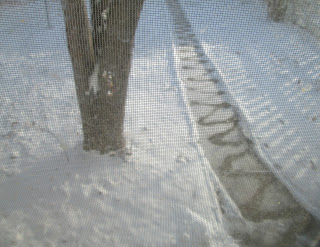A backyard covered with snow. A tree is next to a snow-covered sidewalk. The sidewalk has a zigzag pattern on it where the salt it breaking through the snow.