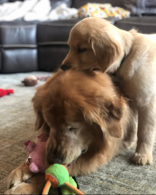 charlie and maverick playing