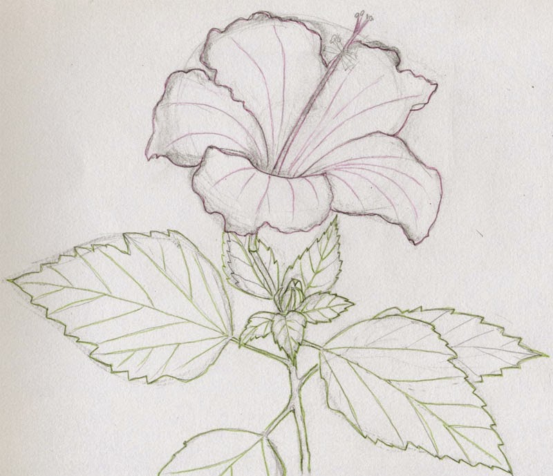 flower drawing 