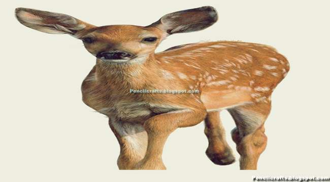 Color Pencil drawing Deer-beginner