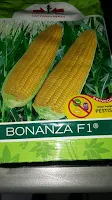 jual benih jagung, jagung manis, jagung hibrida, bibit jagung manis, toko pertanian, toko online, lmga agro