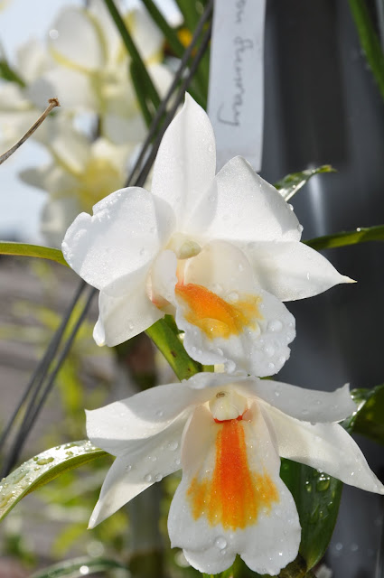 Kết quả hình ảnh cho Dendrobium Thai Merry