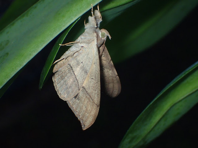 Oxyodes scrobiculata