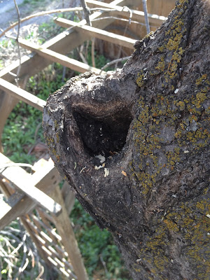 Improper Pruning Can Introduce Rotting of Your Trees Interior