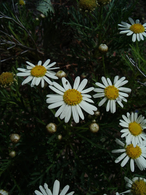 Argyranthemum callichrysum