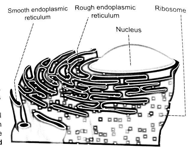 ENDOPLASMIC RETICULUM