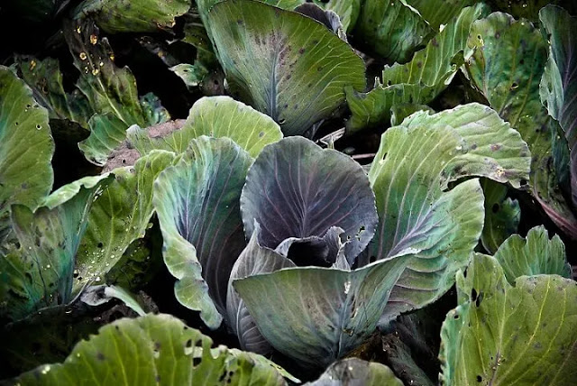 Kale, Collards, and Cabbage