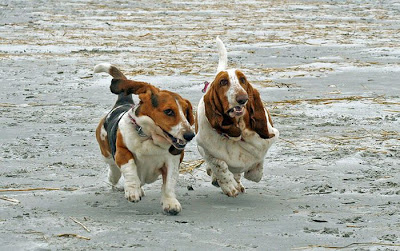 Running Basset Hounds Seen On www.coolpicturegallery.us