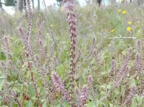 Achyranthes Argentea