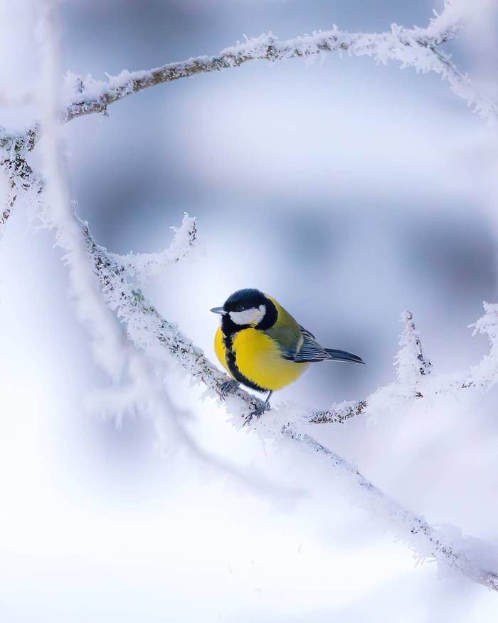 Winter nature of Finland through the lens of Jukka Risikko