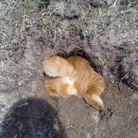 Funny cats - part 85 (40 pics + 10 gifs), cat tries to fit into hole in the ground
