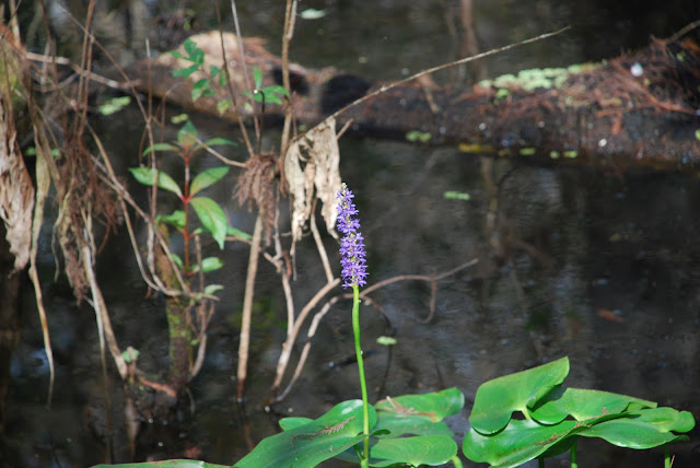 Audubon Corkscrew Swamp Sanctuary