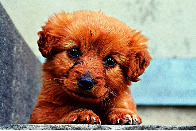 50 + Best Dog Puppy Images only selected