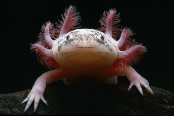 15 cutest endangered animals in the world, mexican axolotl
