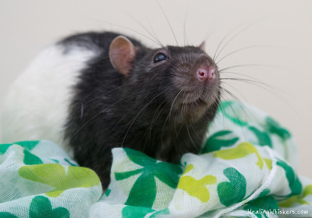 Kingston the rescue rat