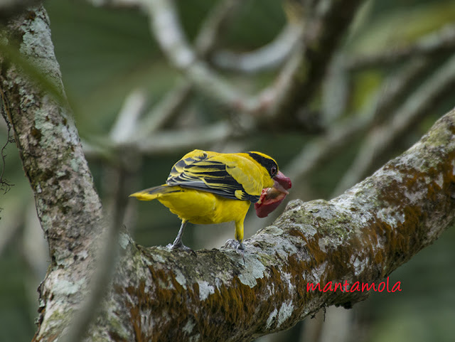 Black-Naped Oriole(Oriolus chinensis)