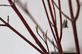 red osier dogwood leaves opening (in the house)