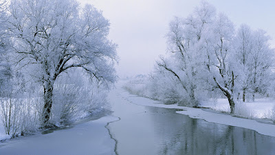 HD Nature Wallpaper white beauty