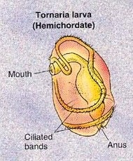 Tornaria