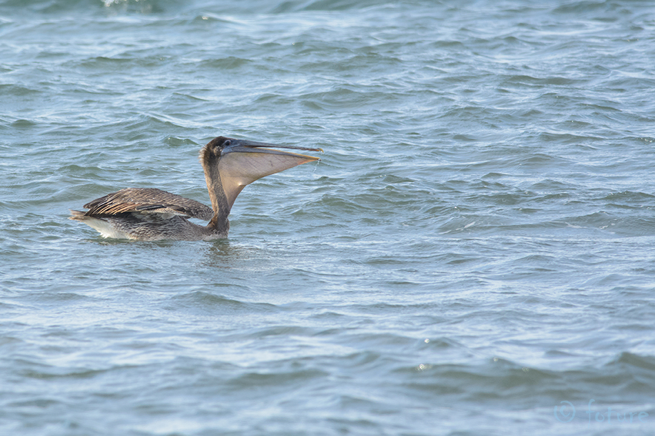 Pruunpelikan, Pelecanus occidentalis, Brown Pelican, pelikan