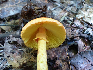 Amanite de Jackson - Amanita jacksonii