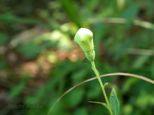 Platycodon grandiflorus