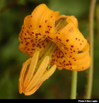 Лилия колумбийская (Lilium columbianum)