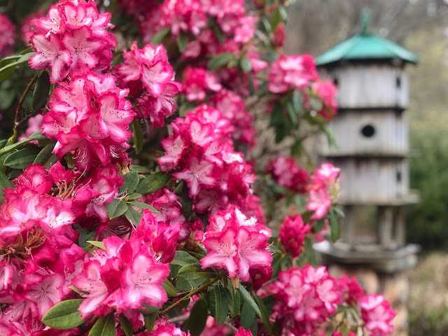 Cherry Blossoms at Aston Norwood Garden, Upper Hutt, Wellington