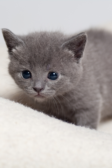 This is a photo of a gray kitten with big blue eyes.