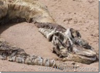 seacreaturea