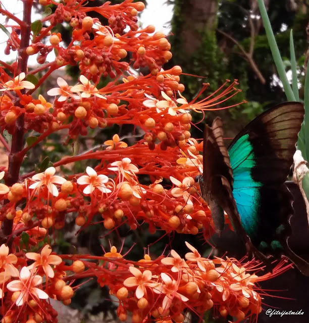 Papilio peranthus