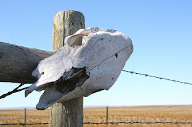 dried skull on fence post