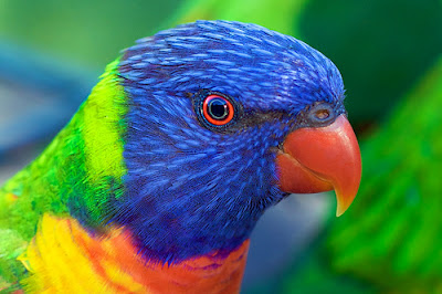 Lorikeets Bird Picture