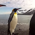 Have You Seen The Great Penguin Dance Off Yet?!! It’s So Funny!